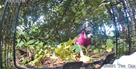 罠を設置している様子