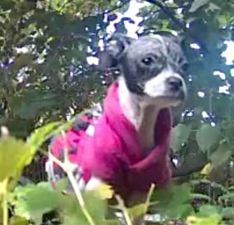 ピンクの犬その2