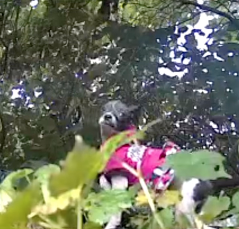 ピンクの犬その1