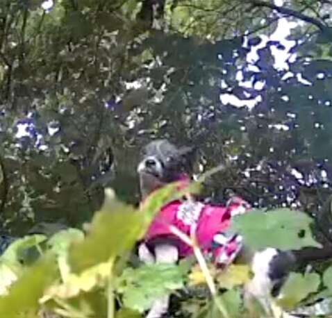 ピンクの犬その1