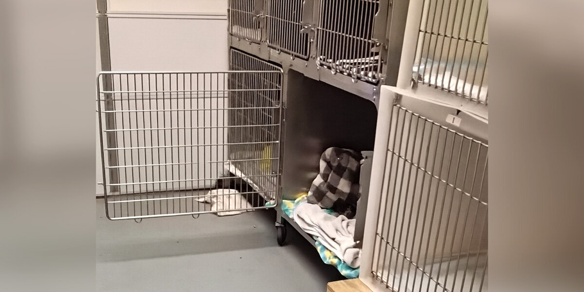Adorable Snores Reveal Runaway Animal's Secret Hiding Spot At Wildlife Clinic - The Dodo