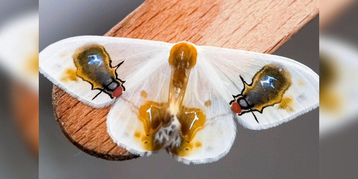 Unusual Moth Tricks Everyone Into Believing He's Just Flies And Bird Poop - The Dodo image