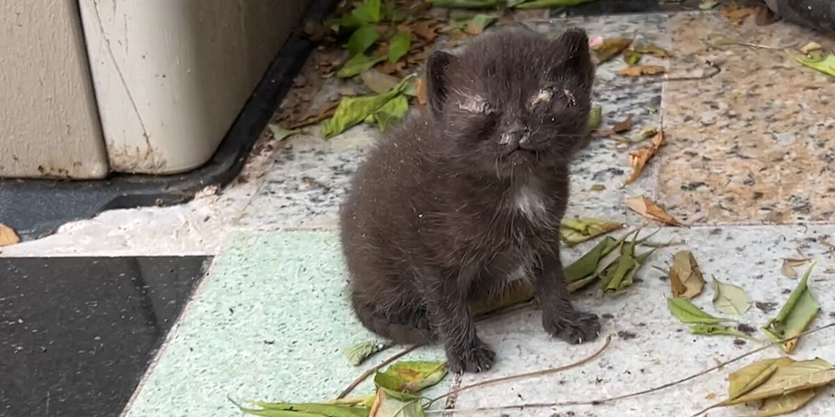 Backyard Kittens Rescued By Woman End Up Stealing The Spotlight