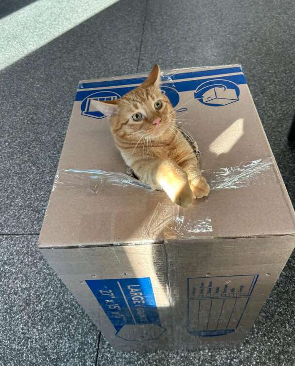 Friendly orange cat getting comfortable indoors