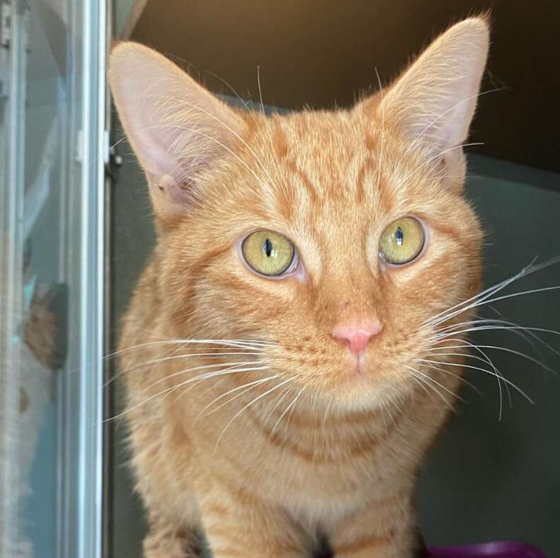Orange cat being examined at the shelter
