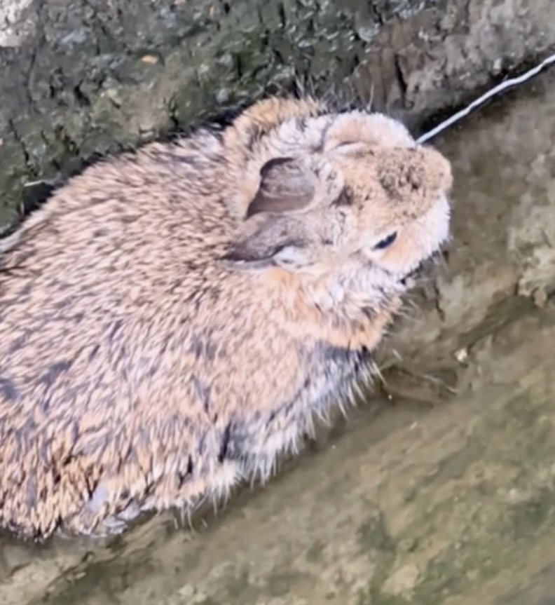 Woman Spots Fuzzy Lump In Boat Dock Crevice — Then Realizes It's ...