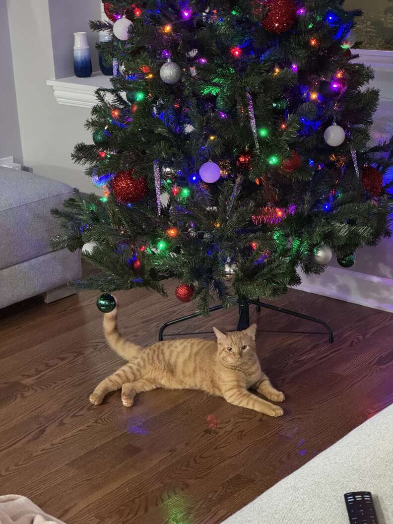 Garfield the cat happily exploring his new home