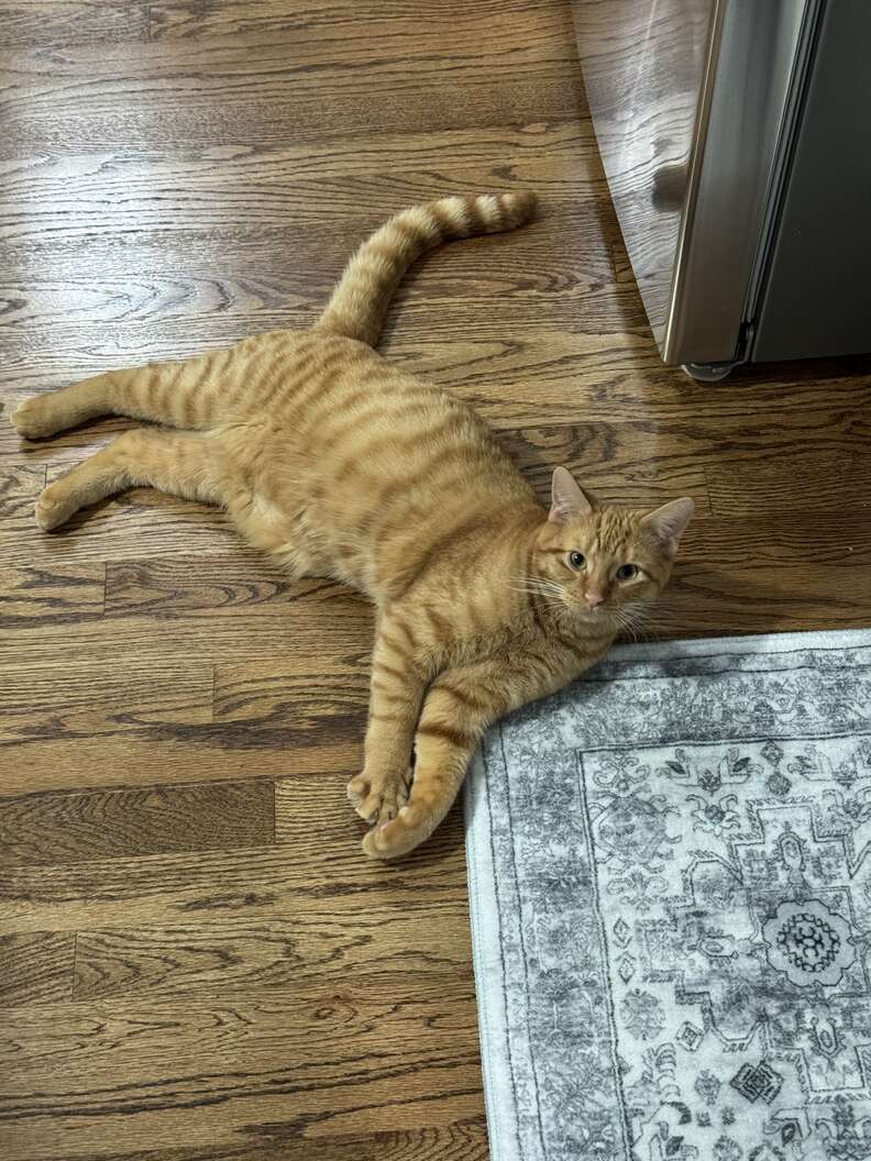 Corn Cob the cat enjoying affection at the shelter
