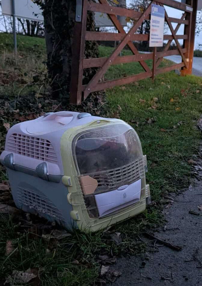 子犬たちのキャリー