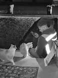 Kamryn Kessel's rescued stray cats in the laundry room