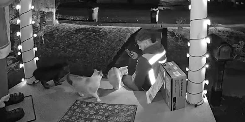 Amazon driver petting cats on the porch