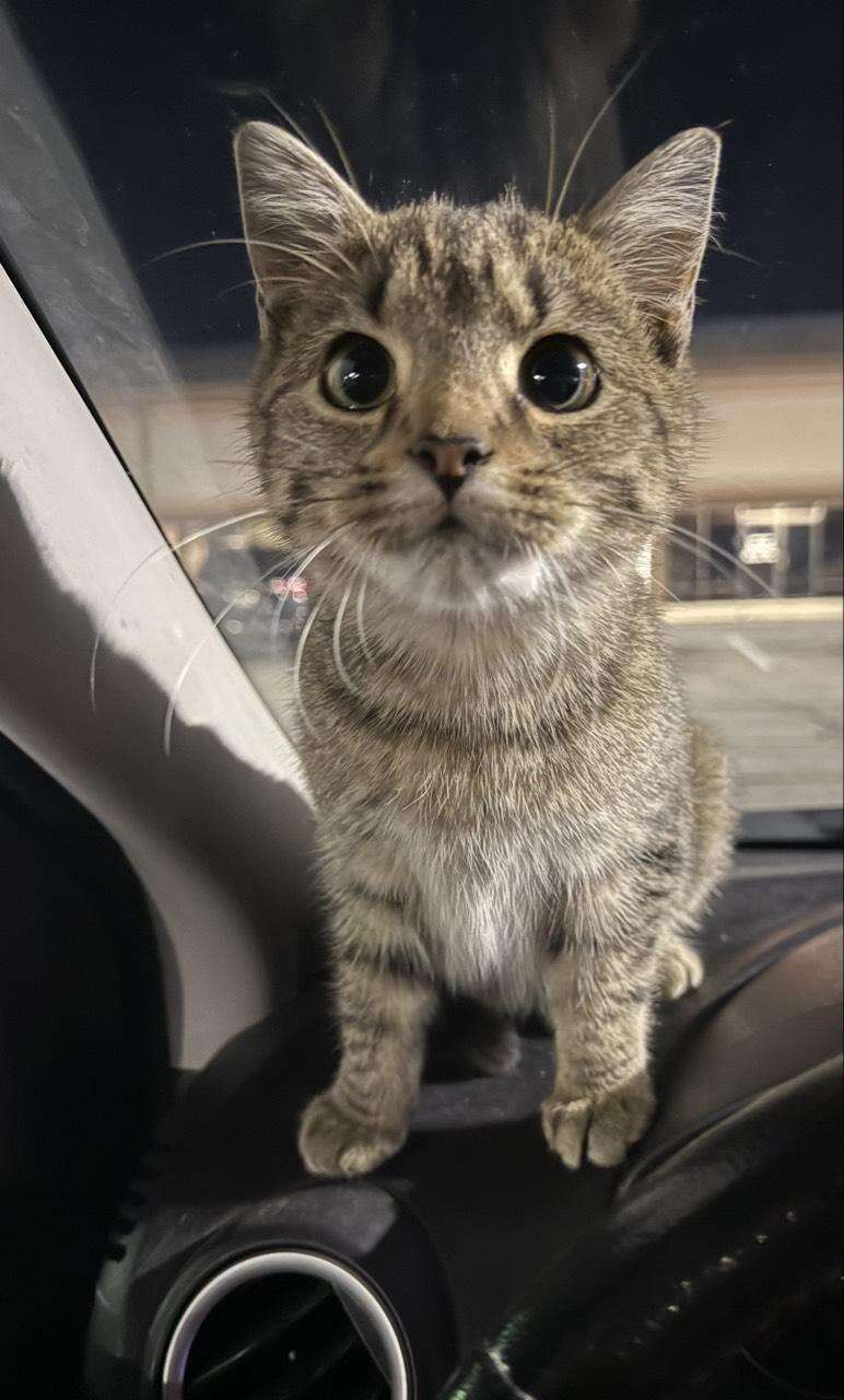 Patiently waiting by the car for the kitten
