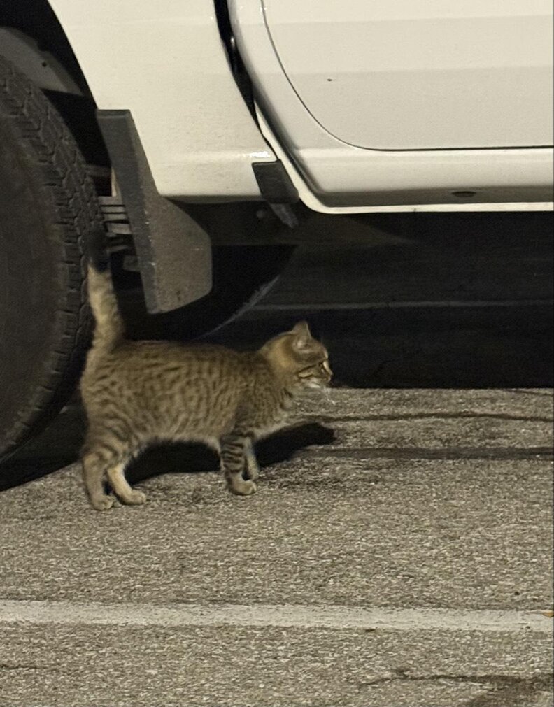 Freezing Kitten Jumps Into A Stranger's Car — And Knows ...