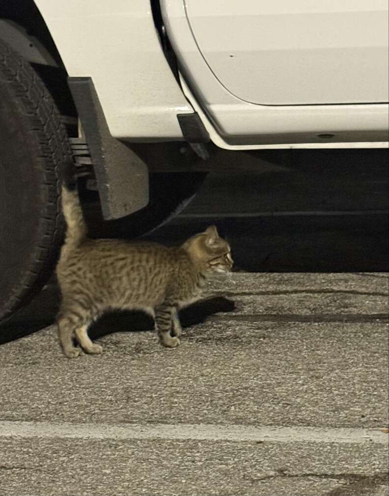 Kitten hiding under the truck near a parked car