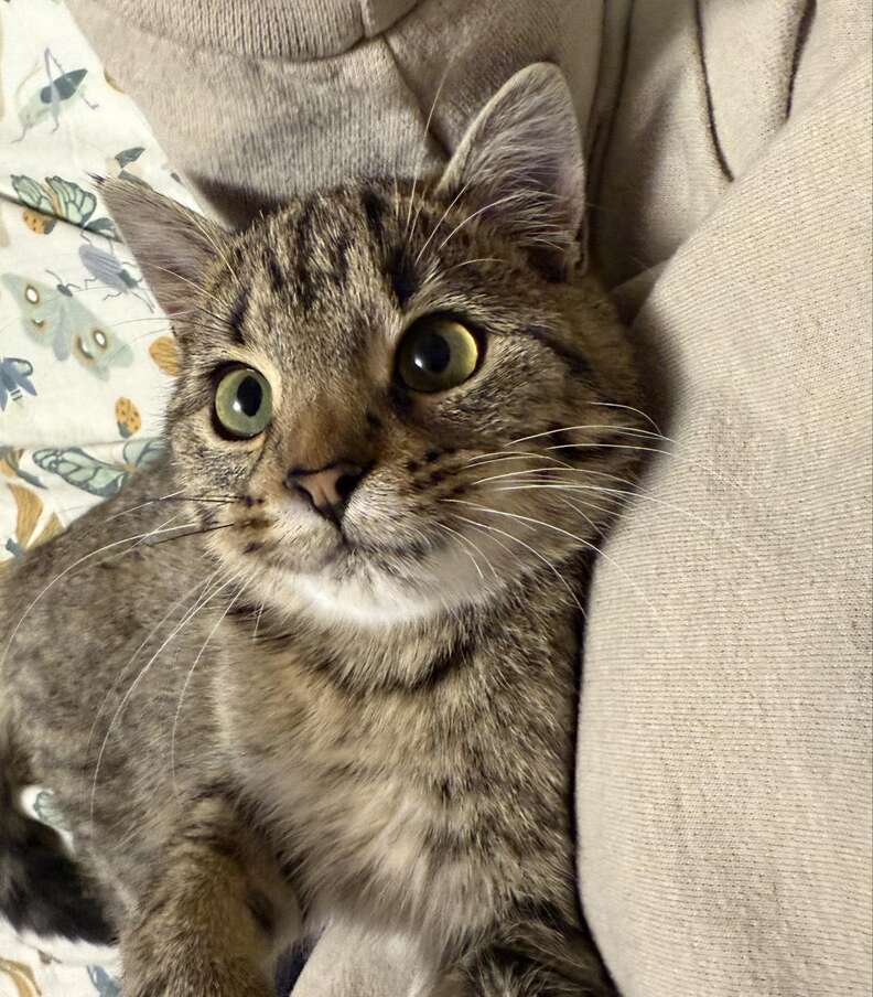 Kitten sitting on the car dashboard contently
