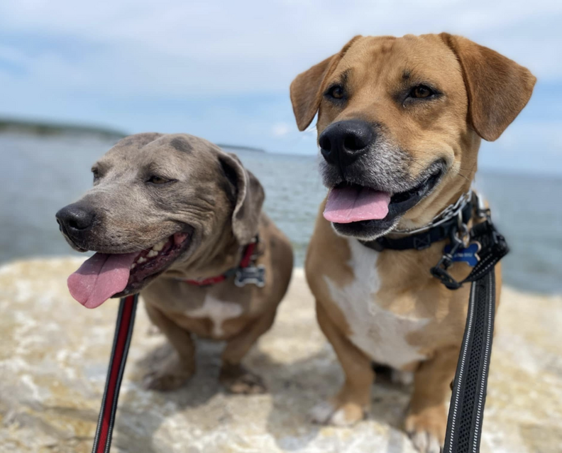 dogs on the beach 