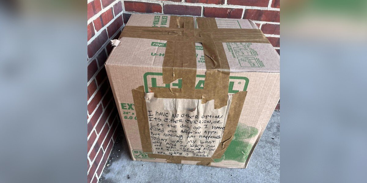 Shelter Staff Find A Taped-Up Box On A Freezing Morning — And A Tearful ...