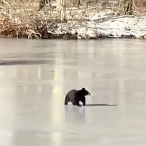 Woman Opens Window Curtains — And Gets A Free Show From A Bear On Ice