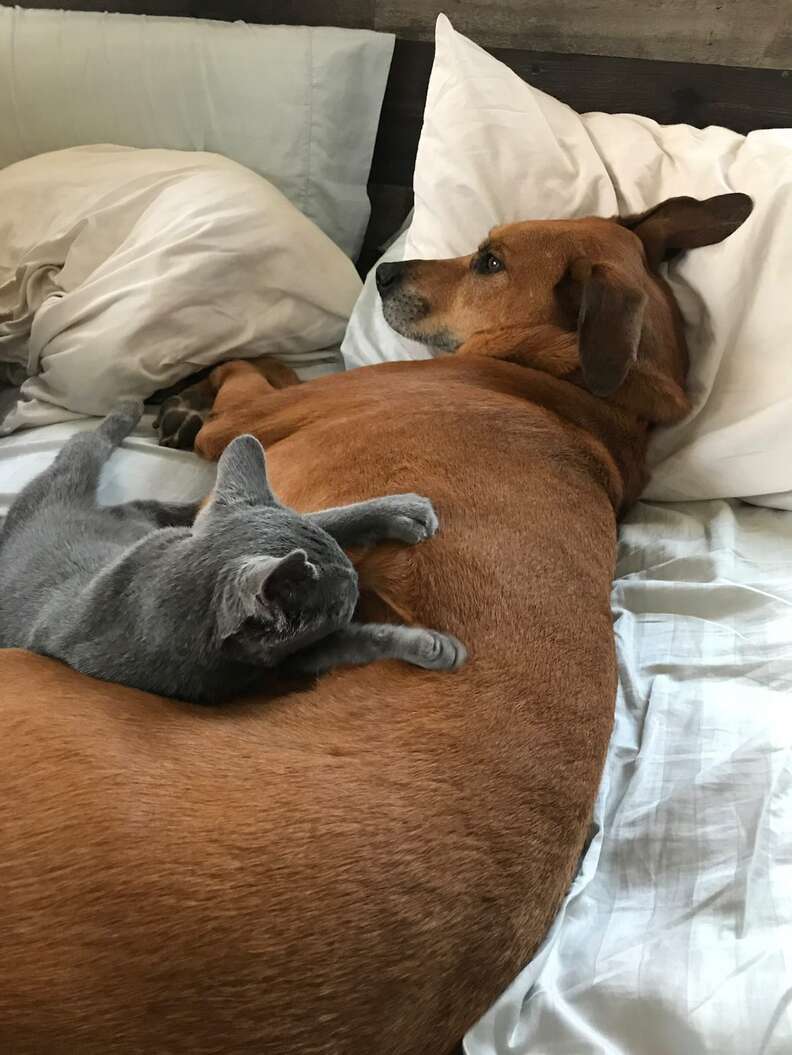 Oakley and River bonding on the floor