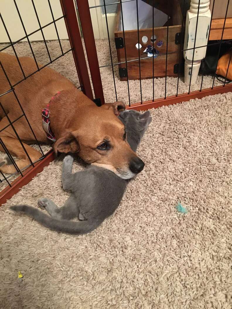 River the cat cuddling Oakley the dog