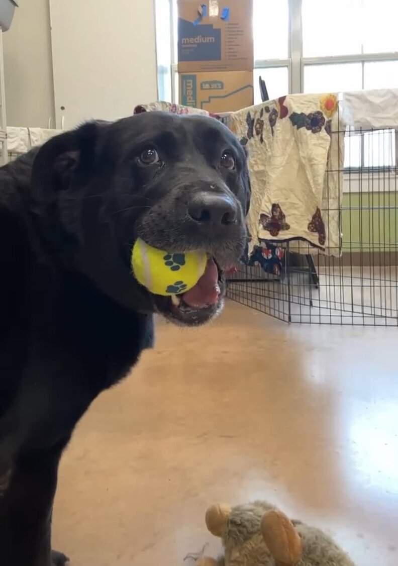 テディとぬいぐるみ