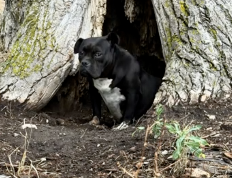 dog living in tree trunk 