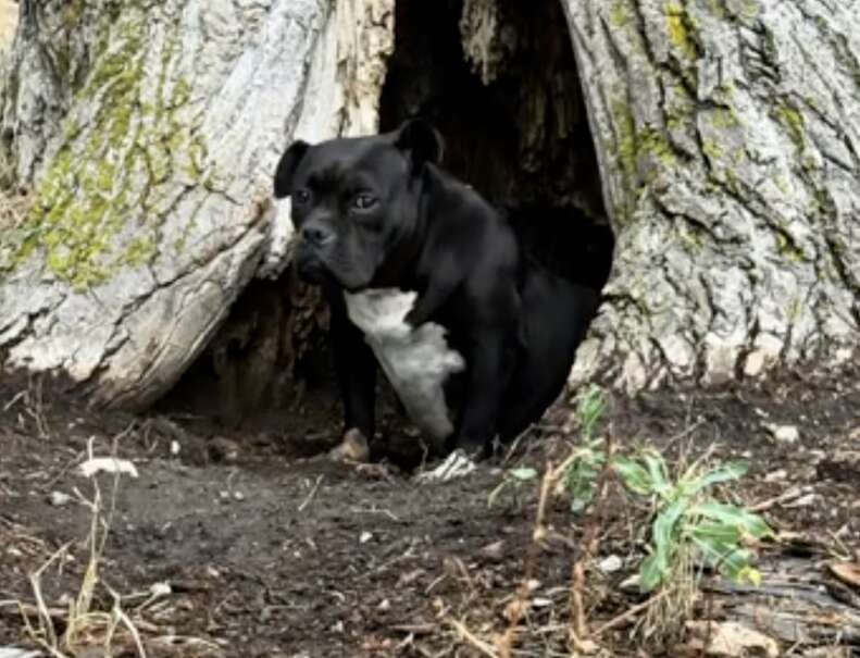 dog living in tree trunk