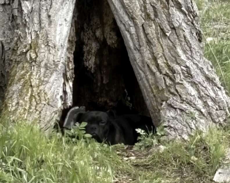dog in tree trunk