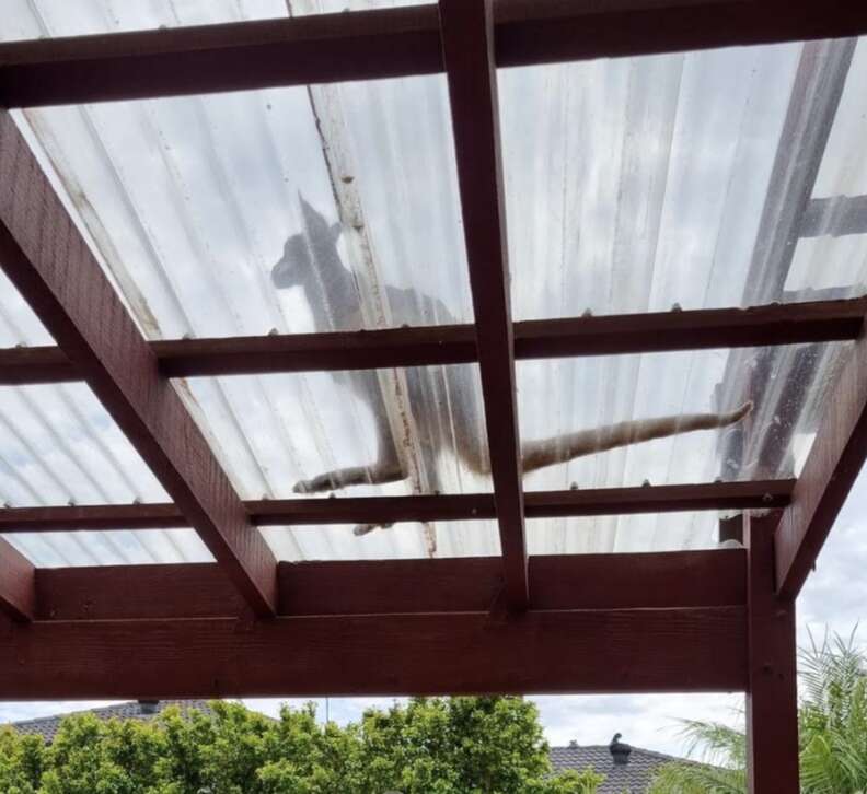 wallaroo on roof