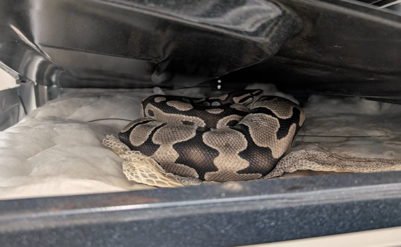 蛇がコンロにいるところ