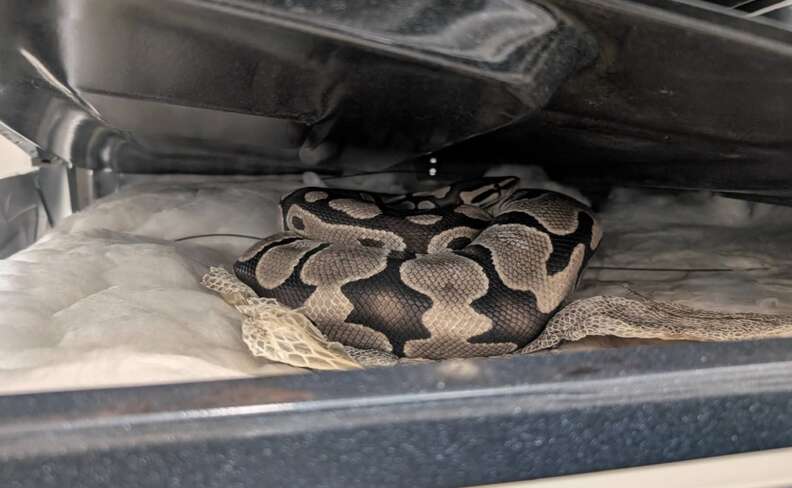 蛇がコンロにいるところ