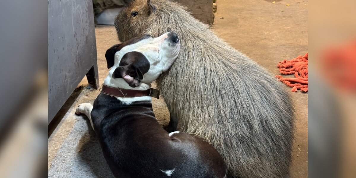 A sweet moment of Jade and Gordo captured on camera