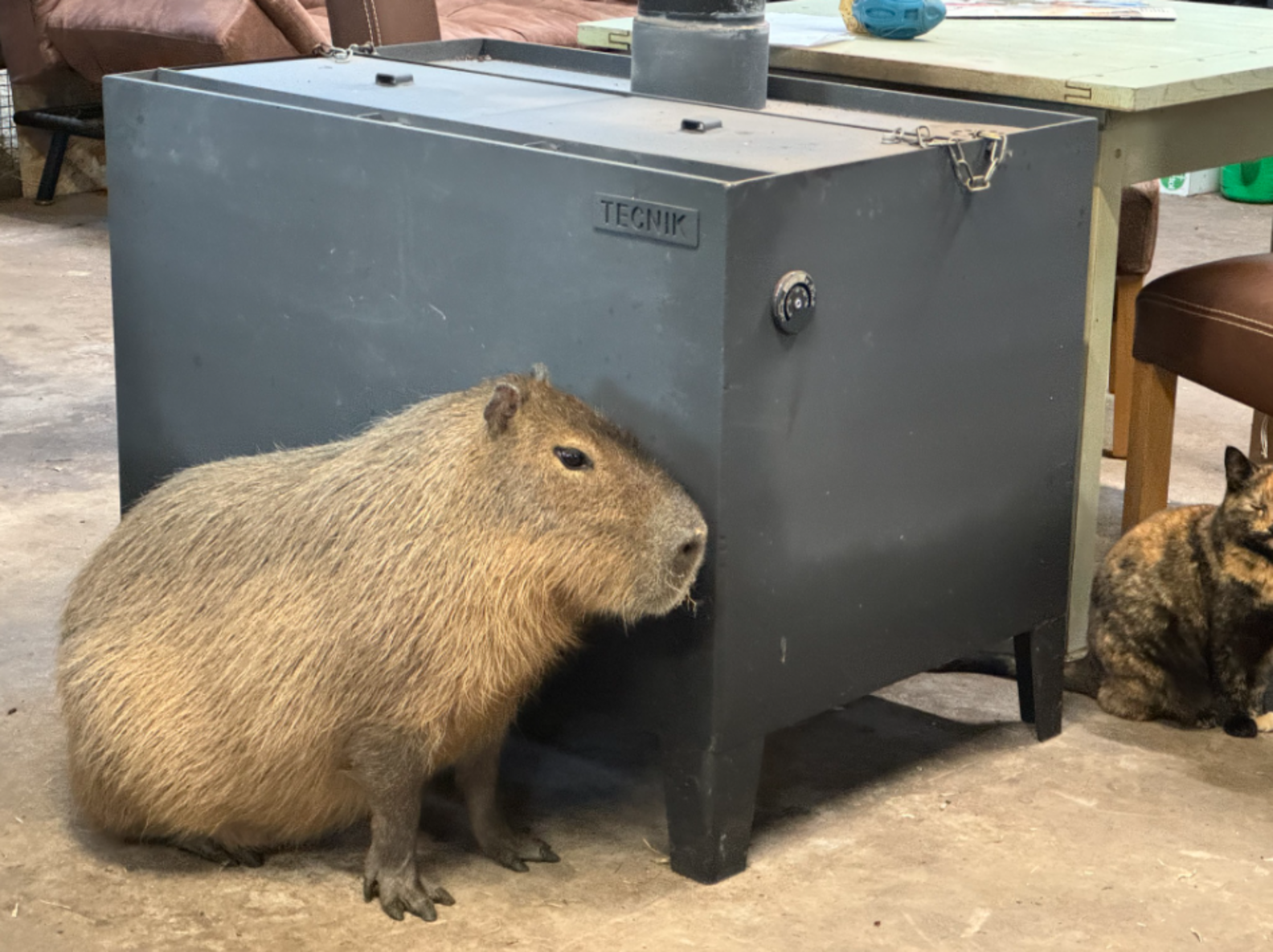 Sanctuary Staff Finally Give In To Capybara Who Just Wants To Nap With ...