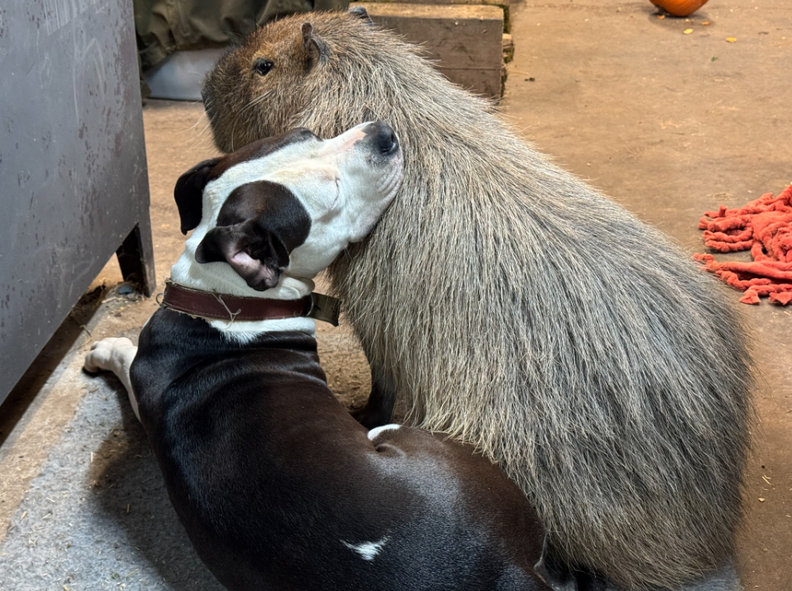 Sanctuary Staff Finally Give In To Capybara Who Just Wants To Nap With 