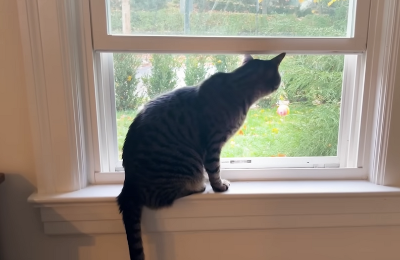 Baebo the cat looking out the window