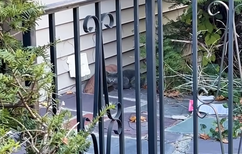 Feral kitten spotted in the yard