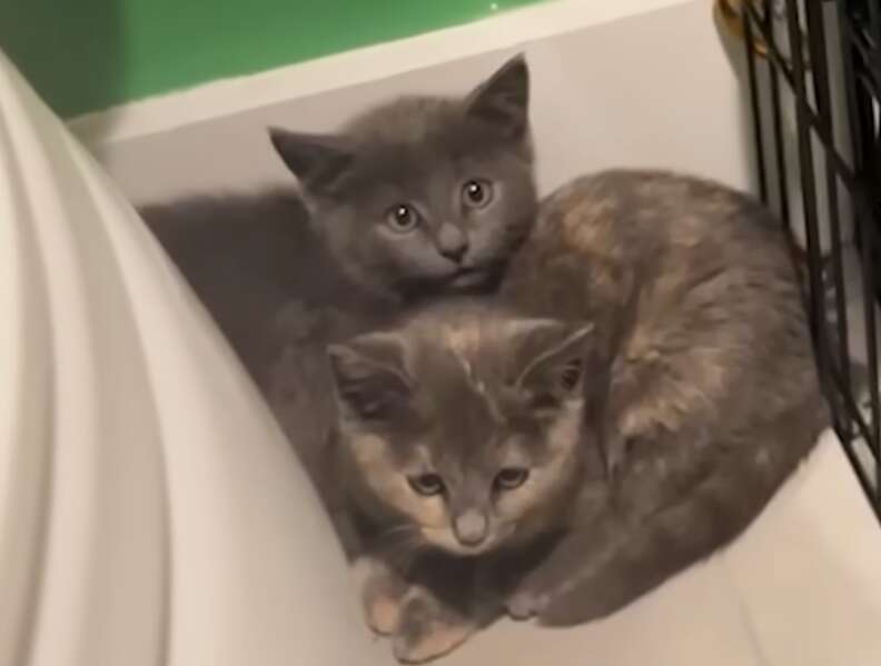 Captured kittens Waffles and Lupin