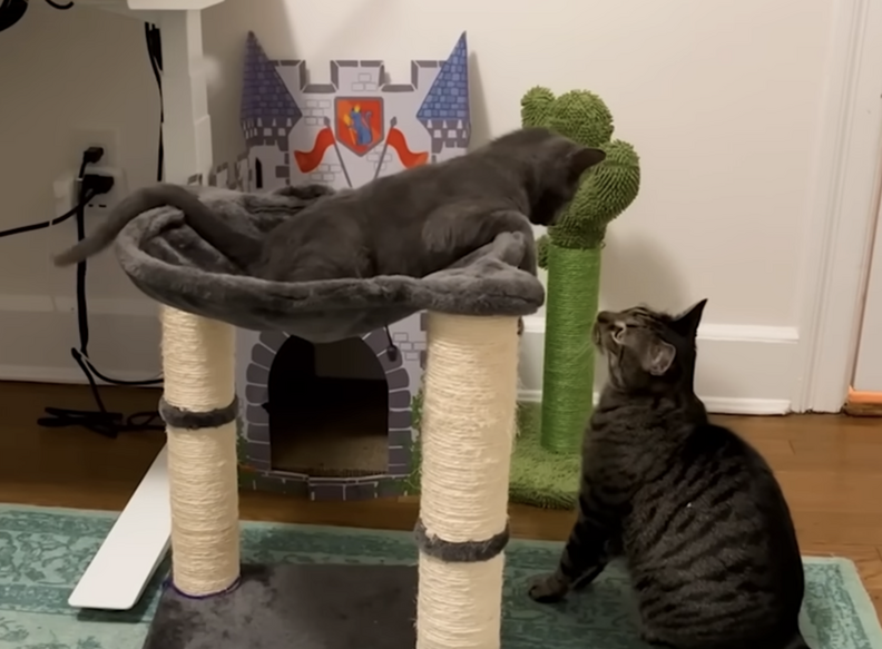 Zoë cuddling with Lupin the kitten