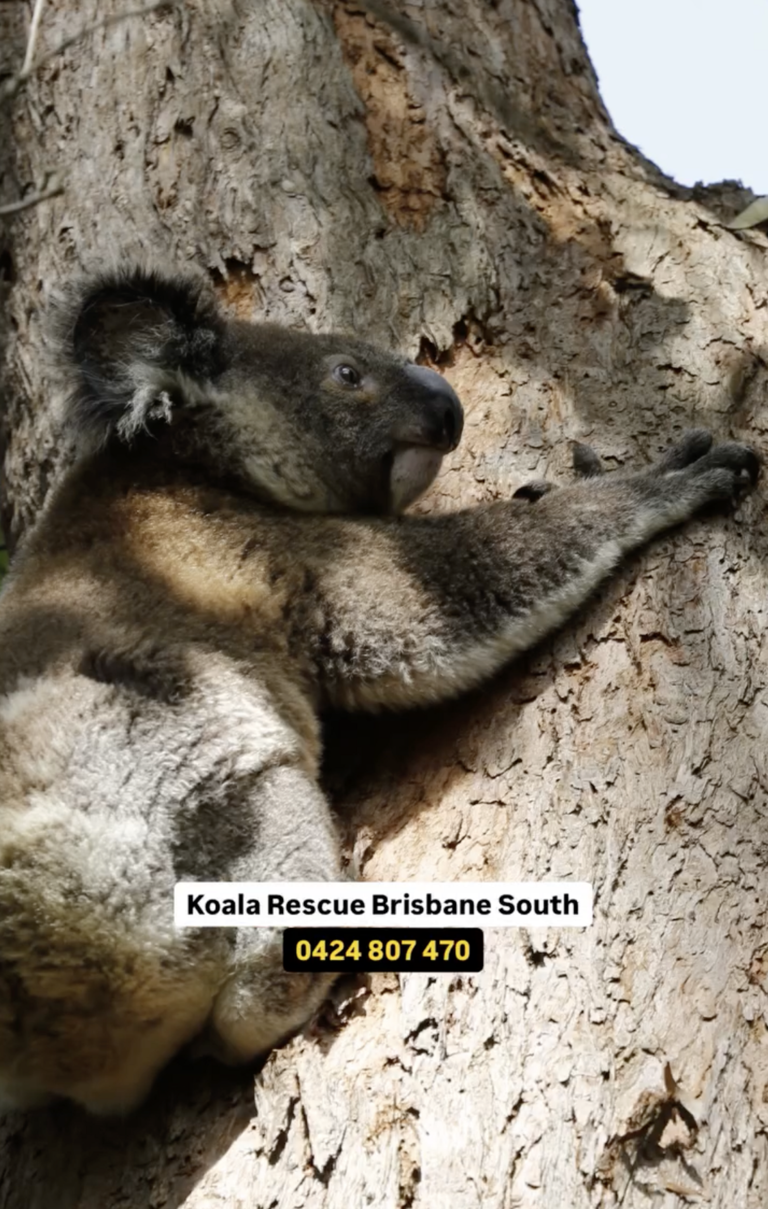 Kindhearted Bus Driver Opens His Doors To A Koala In Need Of A Ride ...
