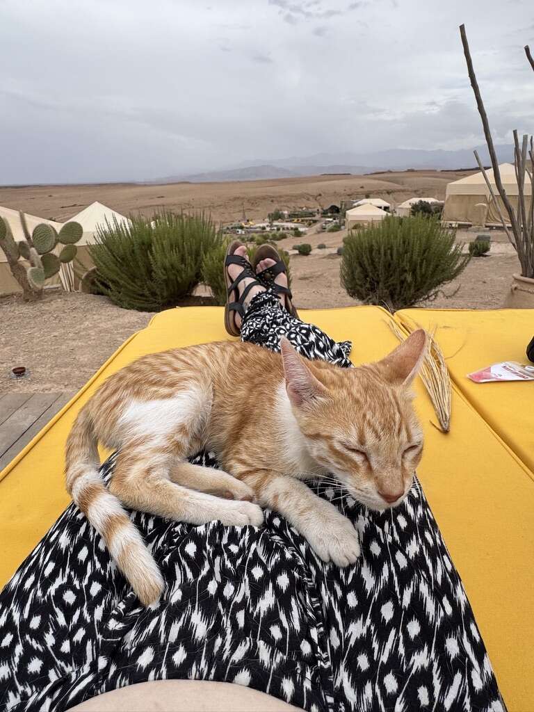 Zahra being cared for by a Moroccan vet
