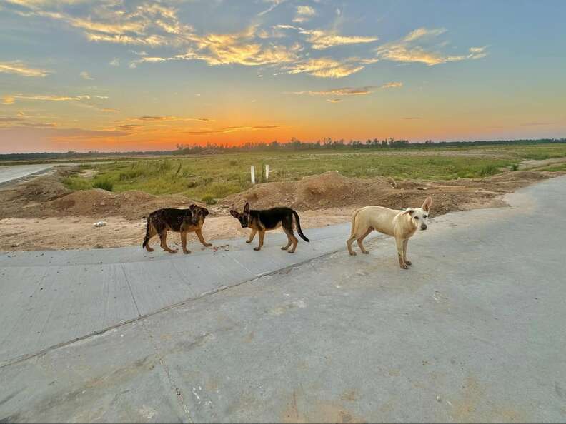 Three stray dogs stand on the road in Texas