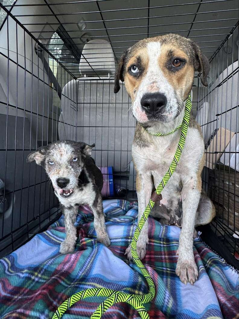 Stray dog mom and puppy suffering from mange