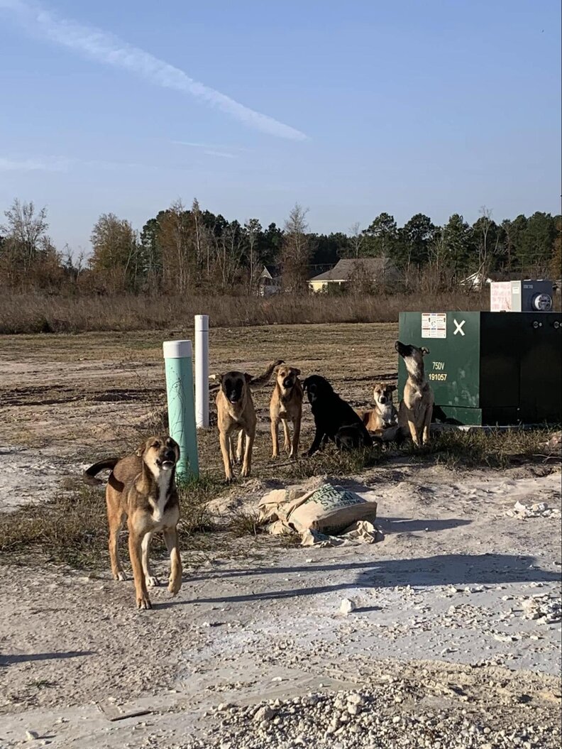 Pack of stray and dumped dogs in a field
