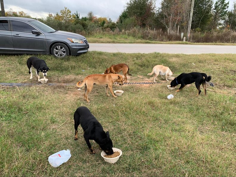 Stray dogs get fed in a Texas field