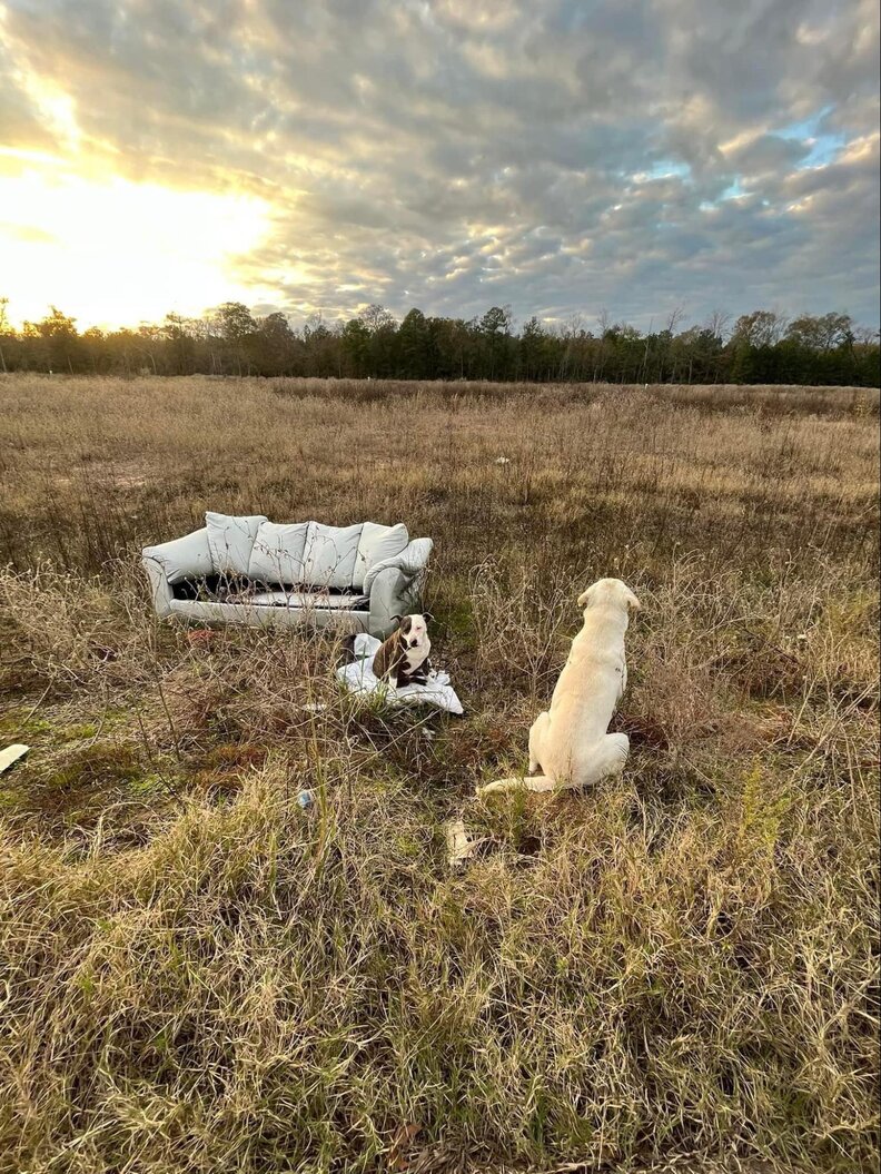 Two abandoned dogs sit on an old couch by the side of the road