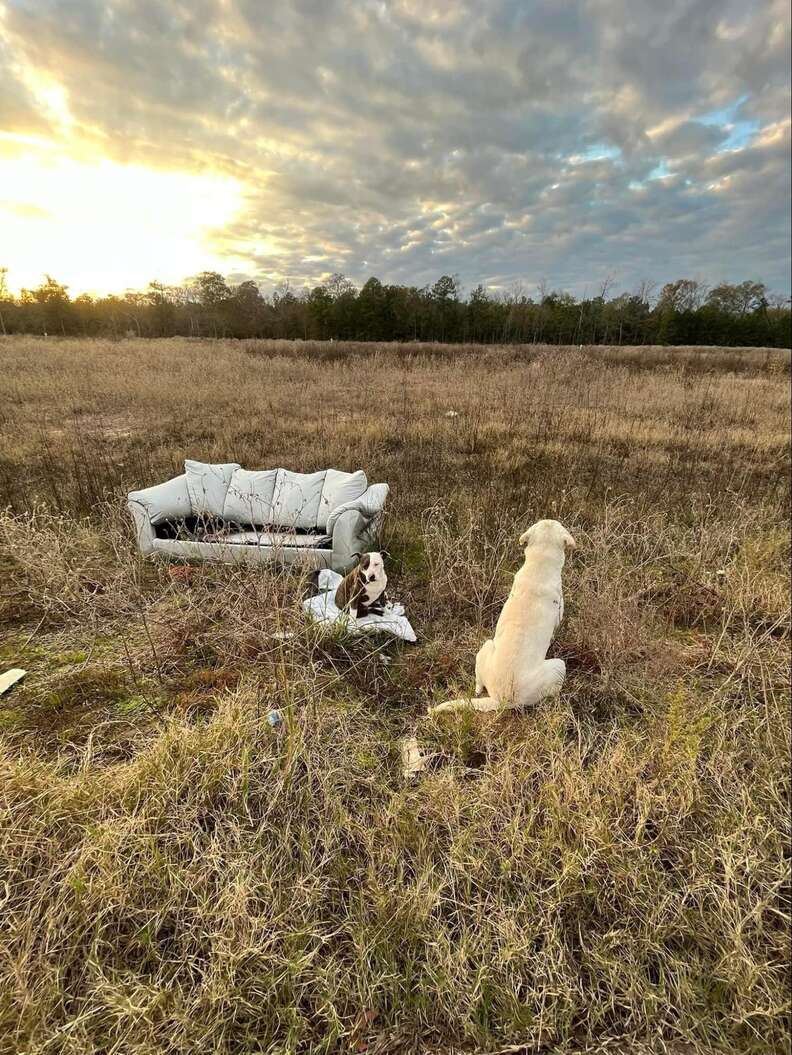 Two abandoned dogs sit on an old couch by the side of the road
