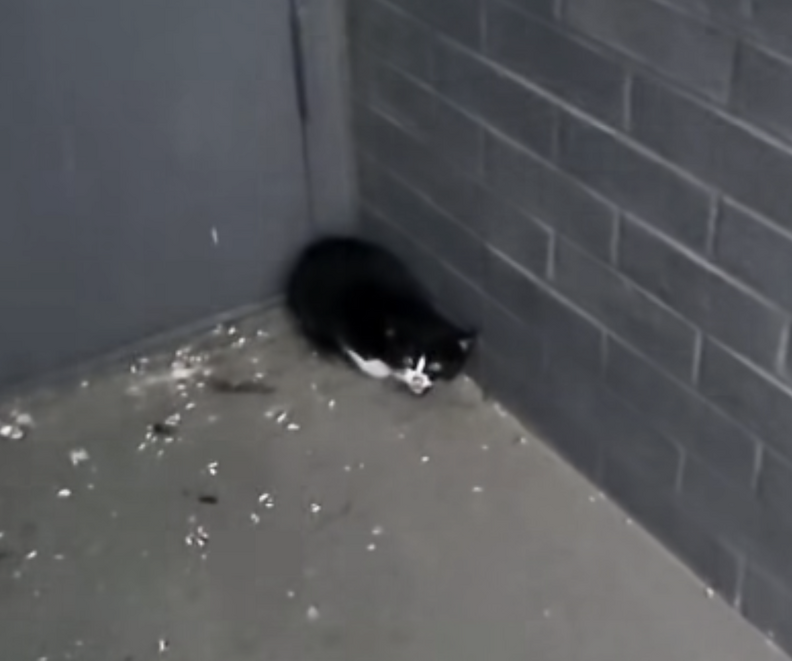 ドアの前にいる子猫