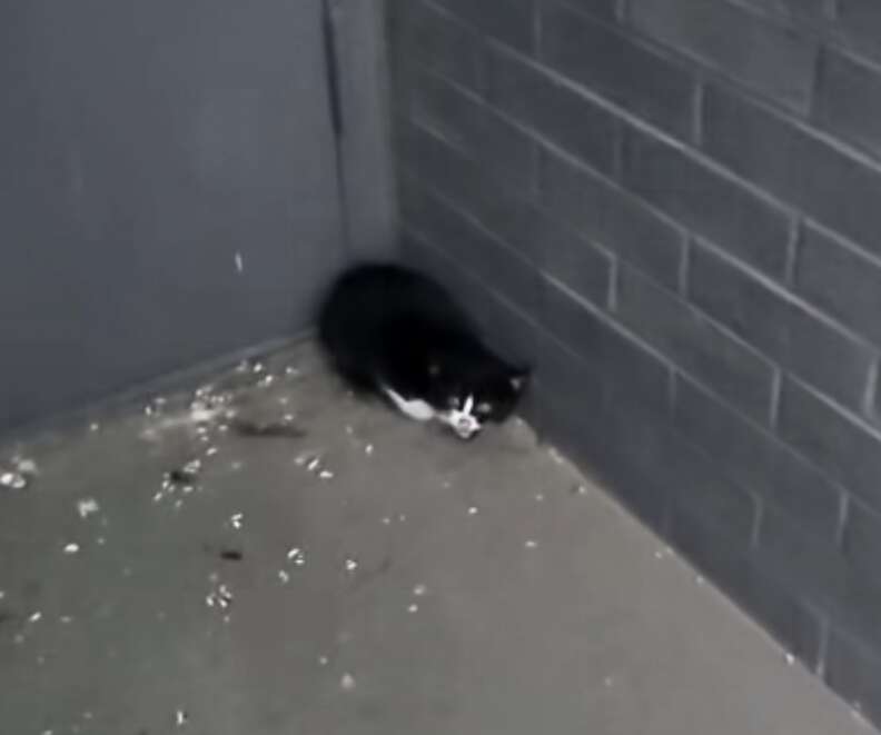 ドアの前にいる子猫