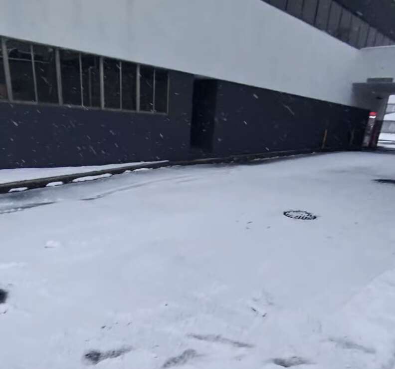 銀行の前にいる子猫