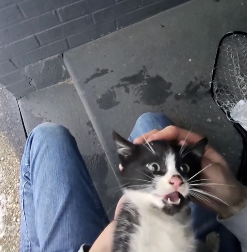 救助された子猫